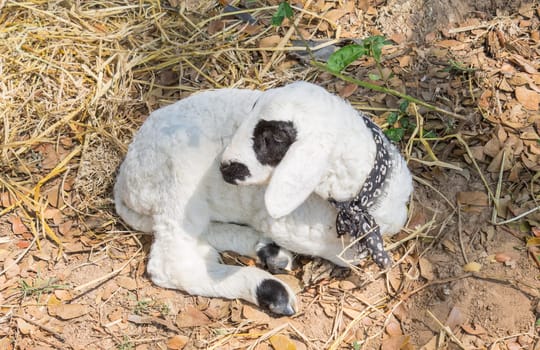 Black Eyes Sheep or Ram Animal Squat On Ground. Sheep or ram standing in wood stall. Cute sheep or ram looking camera