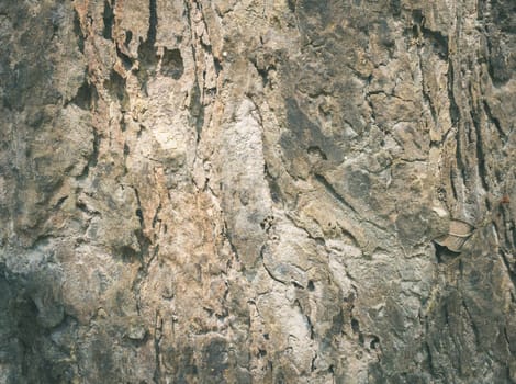 Brown tree Bark Texture Background. Natural tree bark texture for design