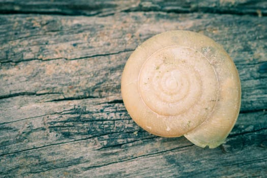 Snail Shell on Old Wood Texture Background. Snail shell Right of Frame