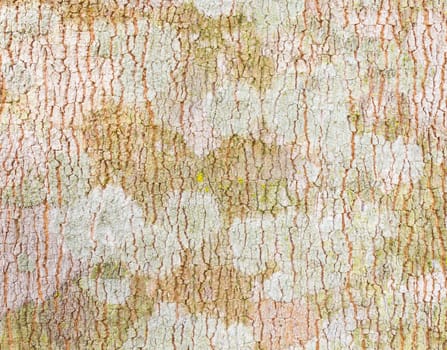 Rubber Tree Bark Texture Background. Natural rubber tree bark texture