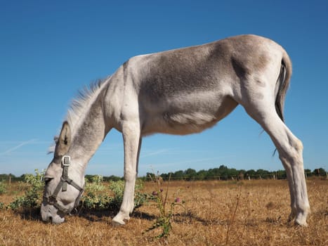 The Donkey of Wesel