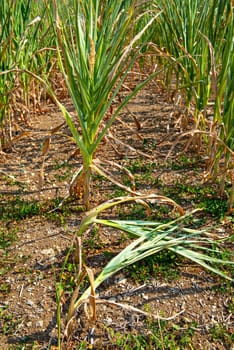 drought corn field in a hot summer