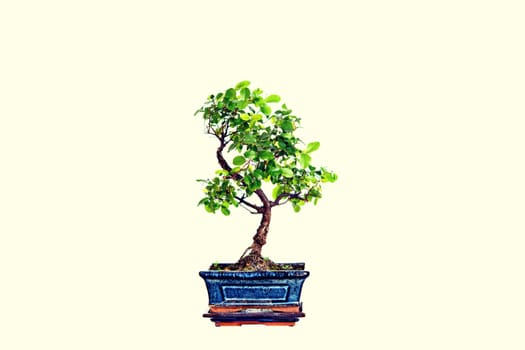 sagaretie bonsai in blue bowl isolated in front of bright background