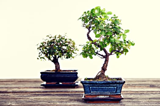Chinese elm and sagaretie bonsai in blue bowl on wooden board in front of white background