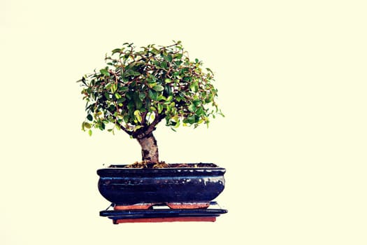 Chinese elm bonsai isolated in blue bowl in front of bright background