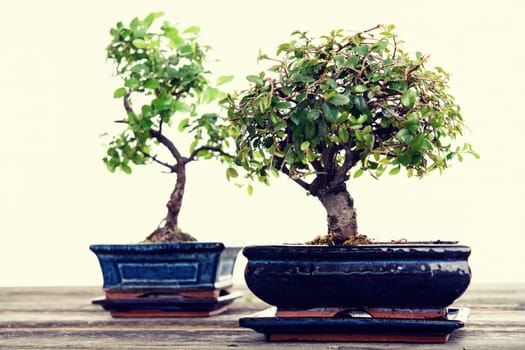 Chinese elm and sagaretie bonsai in blue bowl on wooden board in front of white background