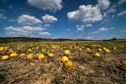 Pumpkin field,agricultural landscape with cultivation of pumpkin