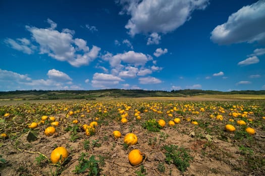 Pumpkin field,agricultural landscape with cultivation of pumpkin