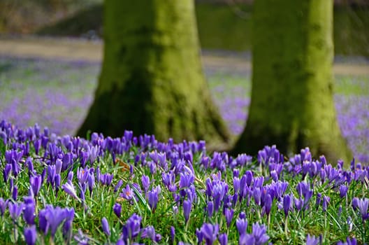 Crocuses