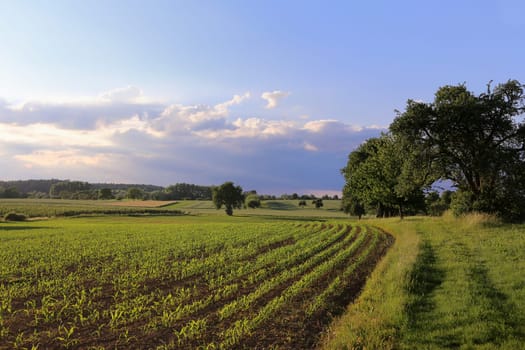 Agricultural landscape on the Höri peninsula near Gaienhofen on Lake Constance