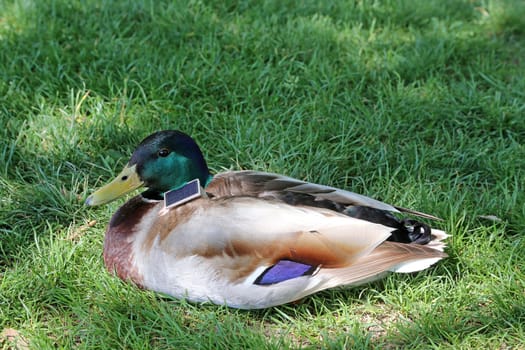 Mallard equipped with transmitter and solar panel
