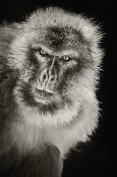 Closeup Portrait of Barbary Macaque (Macaca Sylvanus)