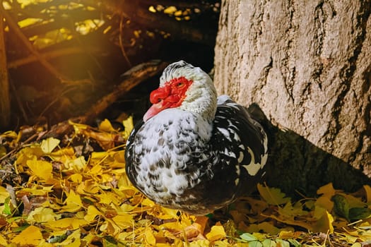 Muscovy Duck (Cairina Moschata) in the Yellow Leaves