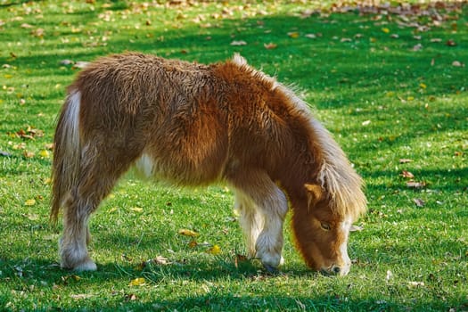 Little Brown Pony Grazing on a Lawn