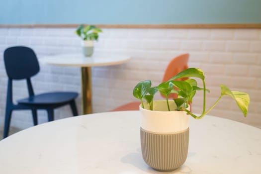 Indoor plant on coffee shop table, stock photo