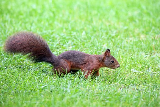 Squirrel Sciurus vulgaris in the grass