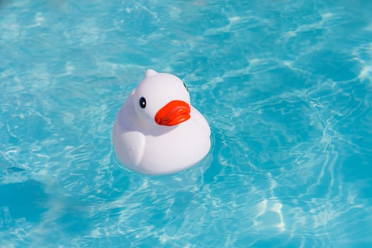 A single white rubber duck alone in the paddling pool