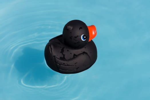 A single black rubber duck floats in a paddling pool