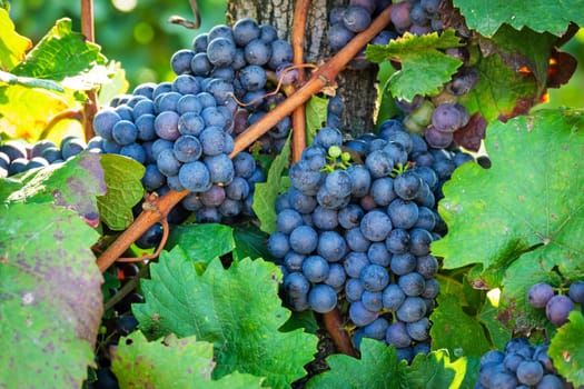 Blue grapes on grapevine,agricultural cultivation of the fruit