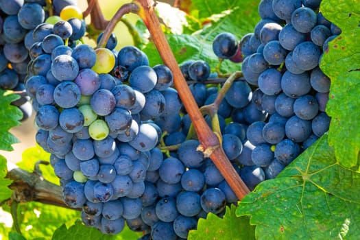 Blue grapes on grapevine,agricultural cultivation of the fruit
