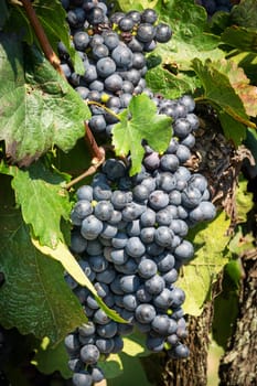 Blue grapes on grapevine,agricultural cultivation of the fruit
