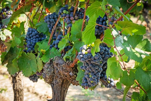 Blue grapes on grapevine,agricultural cultivation of the fruit