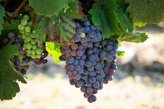 Blue grapes on grapevine,agricultural cultivation of the fruit
