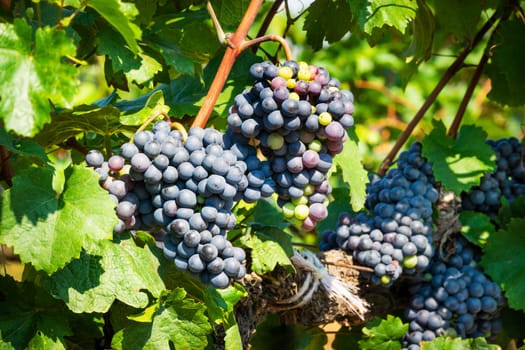 Blue grapes on grapevine,agricultural cultivation of the fruit