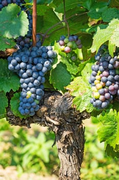 Blue grapes on grapevine,agricultural cultivation of the fruit