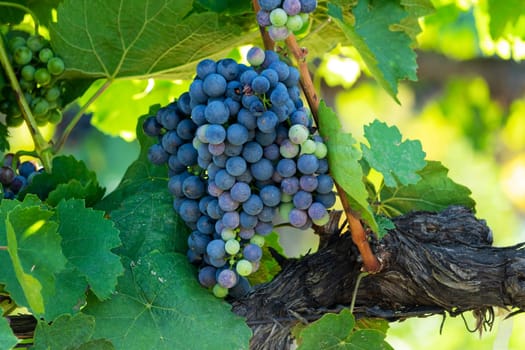 Blue grapes on grapevine,agricultural cultivation of the fruit