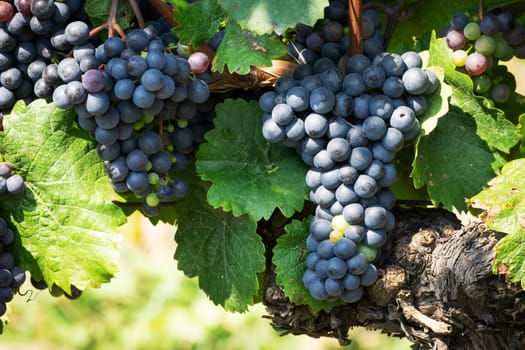 Blue grapes on grapevine,agricultural cultivation of the fruit