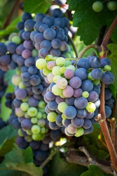 Blue grapes on grapevine,agricultural cultivation of the fruit