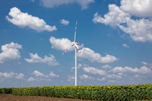 Sunflowers and wind turbines,alternative energy to protect the environment