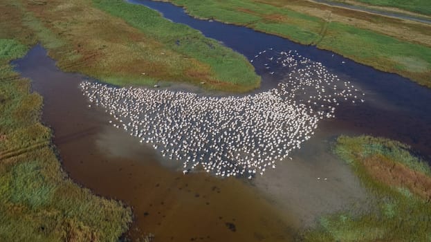 colony of pelicans in the Danube Delta, Romania