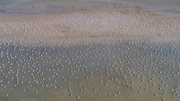 colony of seagulls in Danube Delta, Romania
