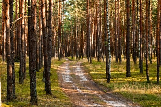 forest landscape in early spring in southern poland