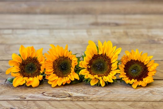 sunflowers on wooden background (Helianthus)