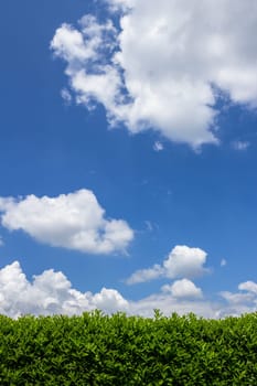 Geen grass, hedge and amazing sky.