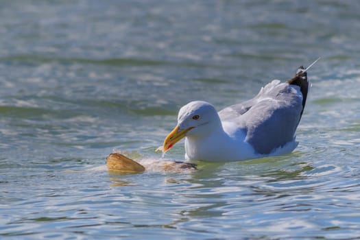 seagull eating a fish in Danube Delta, Romania