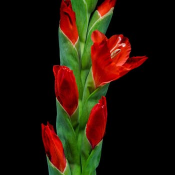 Gladioli,close-up of blooming flower with black background