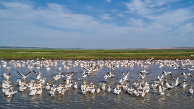 colony of pelicans in the Danube Delta, Romania