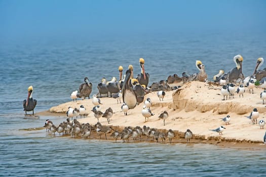 Pelicans and other shore birds on a Sandy Peninsula in Bald Point State Park in Florida