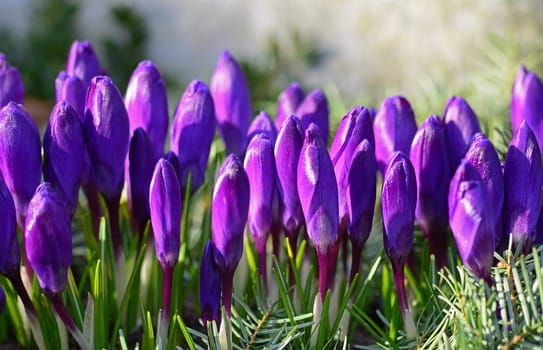 Crocuses