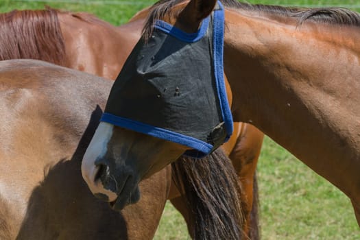 Fly protection mask for horses optimally protects the horse against insect