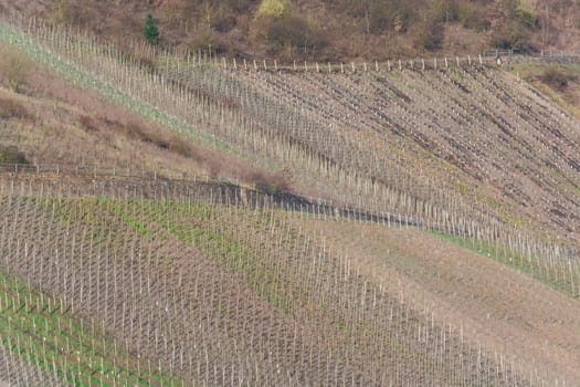 View of vineyards in beautiful Moselle valley in Germany