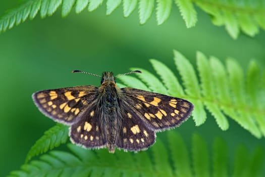 This butterfly has a wingspan of 30 mm. The uppersides of chequered skippers are dark brown with orange scales at the base of the wings and golden spots, giving it its English name of chequered skipper.