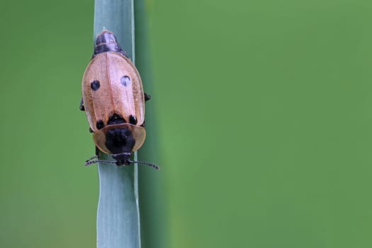 Four-spot carrion beetle Xylodrepa quadripunctata