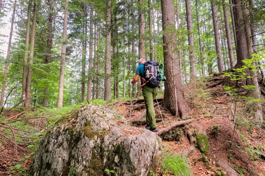 Hiker with backpack and hiking sticks walks on the forest path. Healthy lifestile.