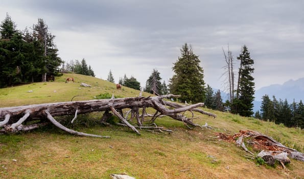 Landscape in mountain with trunk,grass, trees, horses and cloudy sky.