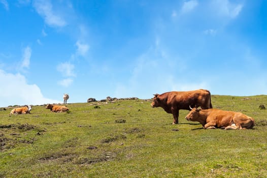 Cow eating grass.  Cow grazing on pasture farm landscape.